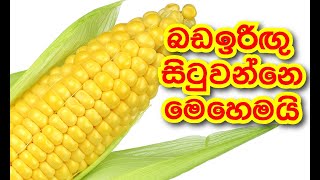 බඩඉරිඟු සිටුවන්නේ මෙහෙමයි - Ape Waththa අපේ වත්ත