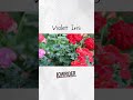 Violet iris by LowriderㅣBGMㅣYoutube BGMㅣTiktok BGMㅣKineMaster Music #music