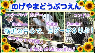 野毛山動物園　(神奈川県横浜市)① 無料の動物園で、カグーにギャン泣きされた!  #ゆっくりどうぶつえん #YukkuriZoo