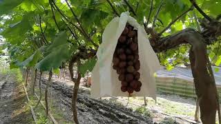 grapes garden tour good harvest In Mountain || Home Garden Idea with Grapes || slow living vlog