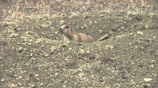 Black-Footed Ferret's Diet: Prairie Dog