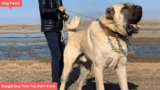 10 Facts About Kangal Dog That You Don't Know