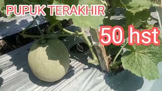 Part 19  || PUPUK TERAHIR 50 HST Amanda tavi @kangpondok-tr6ds