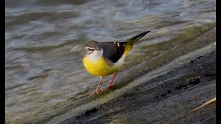 キセキレイ調布地区 2024 11 12 #セキレイ #野鳥 #birds #wildlife #nature #自然観察ぶらり散歩