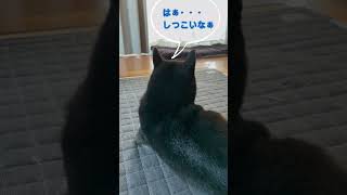 柴犬の耳もダンボ？！魅惑のささやきワード