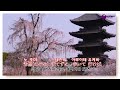 桜の如く 坂本冬美 mp4