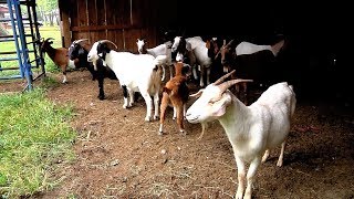 Small Ruminants