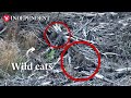 Elusive wildcat mother and kitten caught on camera in Scotland