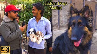 Saddar Dogs Market 10-3-24 Karachi | German Shepherd Siberian Husky Dogs Labrador Retriever Dogs