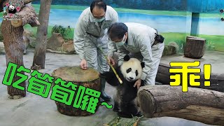 20210429 圓寶睡醒自動下樹溜回家，治叔忙追熊彪拔塞食安撫 The Giant Panda Yuan Bao and Yuan Yuan