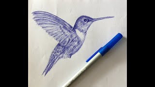 Hummingbird Sketch. Pen Sketch Line Drawing of Rufus Hummingbird.