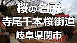 桜の名所 岐阜県の花街道「寺尾千本桜街道（寺尾ヶ原千本桜公園）」でお花見♪ 車載動画 岐阜県関市