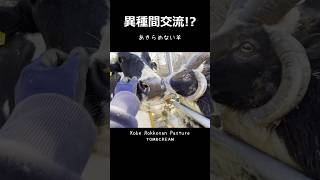 【異種間交流】かまって欲しい羊VSカキカキ満喫中のうし［過去動画］六甲山牧場 #shorts #うし #ひつじ