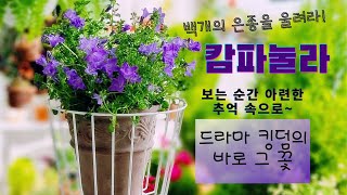 신비로운 보라꽃 캄파눌라 키우기 정보/ 드라마 킹덤의 생사초 / 캄파눌라 안데르센 이야기