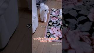 【可愛い犬動画】マイペースすぎるラテ🤣　#ラテ #マルポメ #ポメマル #個性的 #マイペース #dog  #可愛い #多頭飼い #日常 #面白い犬