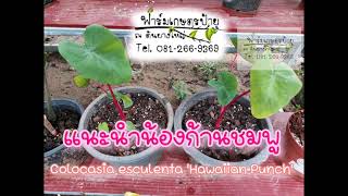 แนะนำบอนก้านชมพู | Colocasia esculenta 'Hawaiian Punch'