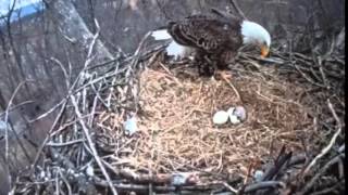 Eagle cam: An eagle is born at Codorus State Park, Hanover, PA