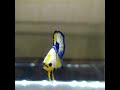 Betta Yellow fancy good | Cupang Yellow fancy top banding