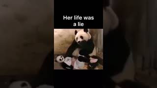 Panda's life was a lie..