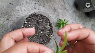 Tips sa pagpapadami ng Pandakaki Plant || ICU Method || Propagating Pandakaki Plant