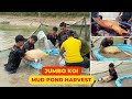 Jumbo 3-year-old Koi Fish harvest from mud pond