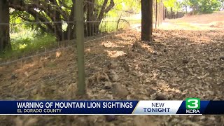 California mountain lion attacks, kills family's dog