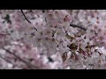 4k 相模原市横山公園・桜 fdr ax100