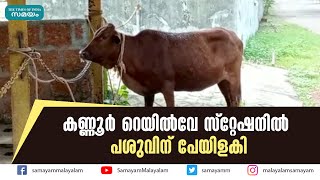 കണ്ണൂര്‍ റെയില്‍വേ സ്റ്റേഷനില്‍ പശുവിന് പേയിളകി