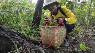 หาเห็ดระโงกแต่หมานหน่อไม้