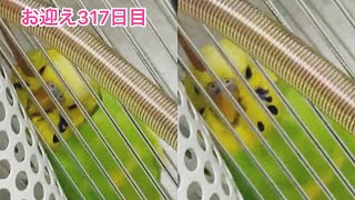 【再公開】保温電球に寄り添いちー【セキセイインコのピーチ飼育日記・317日目】