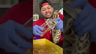 Gaboon VENOM Extraction! SLAP! 👋