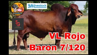 VL Rojo Baron 7/120 บารอน สุดยอดพ่อพันธุ์บราห์มันแดง