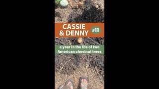 Cassie \u0026 Denny, Episode 11: The End