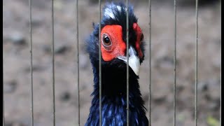 Swinhole's Pheasant Follow U 藍腹鷴跟著你