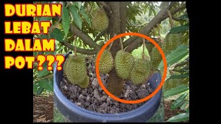 DURIAN MUSANGKING, MONTONG, BAWOR | What Causes Failure to Grow Durian in Pots?