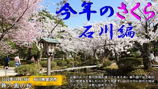 今年の桜　石川県編