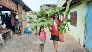 ดรีมปลูกต้นกล้วย รอฝน = ເອົາຕົ້ນກ້ວຍ ຕົ້ນບັກຫຸ່ງໄປປູກຢູ່ສວນ