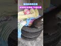 猫妈妈喜欢偷狗狗的小奶狗 cat 可愛 pets animals funny 寵物 萌寵 寵物生活 可愛動物 dog cute