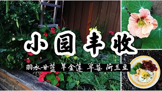 【小园丰收】漂亮又能吃的花儿 - 金莲花 | 羽衣甘蓝何时种怎么做好吃？| 做草莓酱 | 雪豆荷兰豆、四季豆 | 旱莲花 | Real Simple Jill