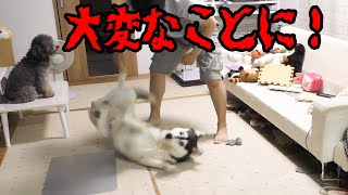 大変なことが起きました。ハスキー犬と保護犬トイプードル