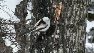 雪の妖精　野生のシマエナガ(Long-tailed Tit　Shimaenaga)