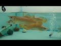 malaysian golden mg arowana golden arowana malaysian arowana malaysian golden arowana