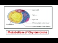 Chylomicron Metabolism Biochemistry || Chylomicron Transport