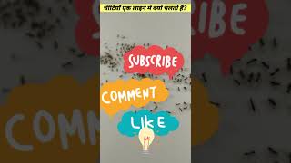 चिंटिया एक लाइन में क्यों चलती है #ytshorts #shortsfeed