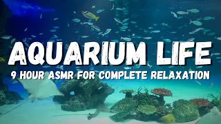 Underwater asmr: Aquarium ambience and Relaxing Fish Tank Sounds For Sleep Or Study
