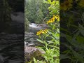 yellow flowers 🌼 with waterfall