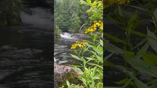 Yellow flowers 🌼 with waterfall