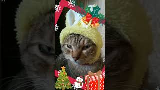 #shorts #猫 #クリスマス