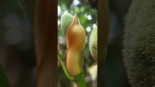 ചക്ക പൂക്കൾ കണ്ടിട്ടുണ്ടോ....🤔 👍👍🤩🤩jackfruit flowers#ytshorts# trending# viral# vishnuhamsadhwanimix