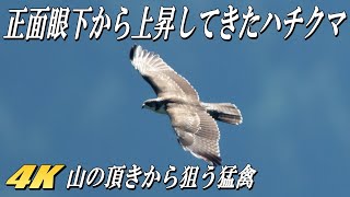 【眼下の山間から上昇してきたハチクマ】山頂から鷹の渡り観察